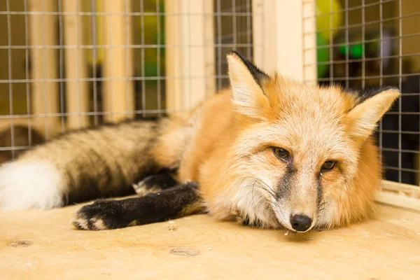 Fox in the petting zoo