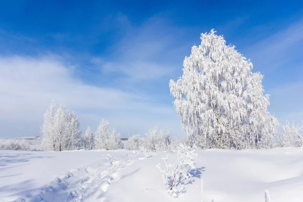 Frostige Bäume an kalten Tagen — Stockfoto