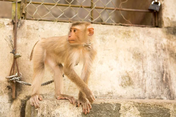Macaco em uma cadeia no zoológico — Fotografia de Stock