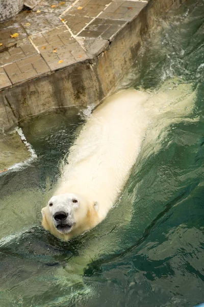 Az állatkert víz madárház jegesmedve — Stock Fotó