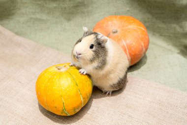 Eskiden şiling şimdi domuz portre