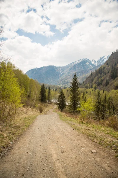 Lasu sosnowego w górach. Ukraina — Zdjęcie stockowe