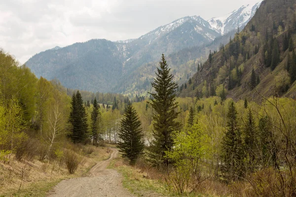 Bos van dennen in de bergen. Oekraïne — Stockfoto