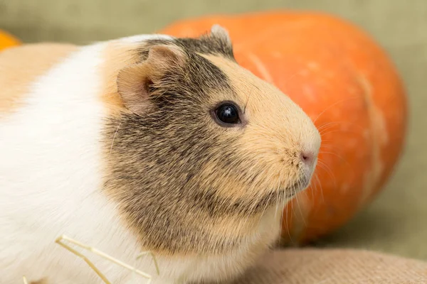 Cavia closeup — Stockfoto