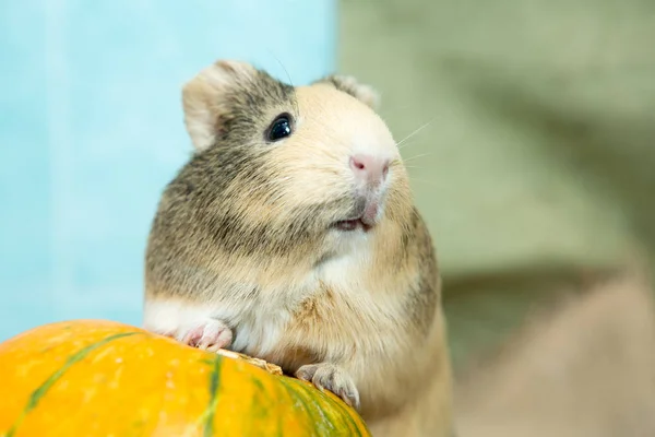 Cavia closeup — Stockfoto