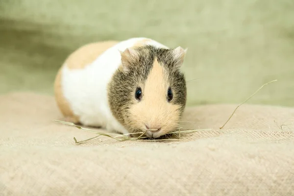 Cavia closeup — Stockfoto