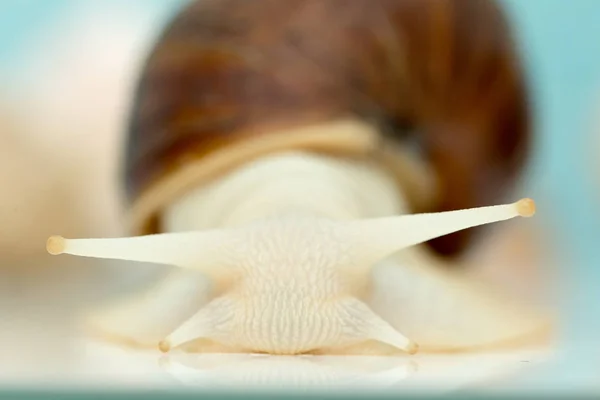 Riesenschnecke achatina ist das größte Landmollusk der Erde — Stockfoto