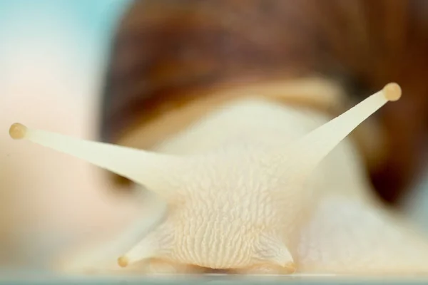 Lumaca gigante Achatina è il più grande mollusco terrestre sulla Terra — Foto Stock
