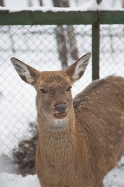 geyik kış çiftlikte