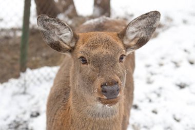 geyik kış çiftlikte