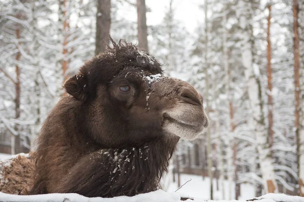 Neve di cammello inverno in fattoria in Siberia — Foto Stock