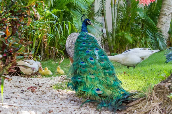 Самец павлин на зеленом фоне, перья голубая птица — стоковое фото