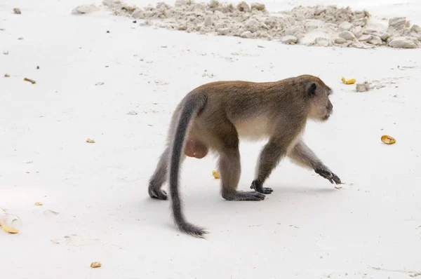 O macaco está na areia em quatro pernas — Fotografia de Stock