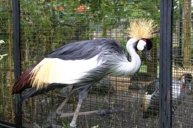 Gri taç vinç (Balearica regulorum) vinç ailesindeki Gruidae bir kuştur. Doğu ve Güney Afrika'da bulunan ve Uganda Ulusal kuş
