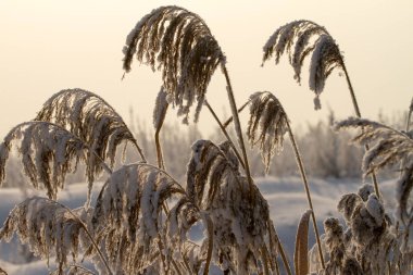 günbatımı sazlık sazlar arasında göl üzerinde. Ön planda bir kamış ile gölde güzel gün batımı