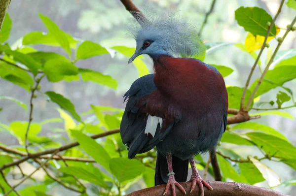 Den största bevarade duvan, Victoria krönad duva, Goura Victoria. Blåfärgad fågel med röda ögon och vacker fläkt-formad Crest. — Stockfoto