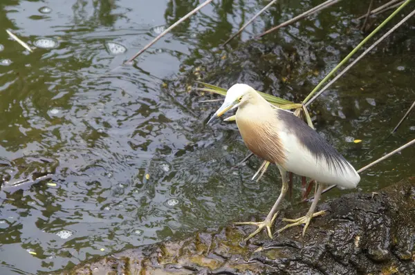 Garza Gris de pie sobre la raíz en el árbol en el agua — Foto de Stock