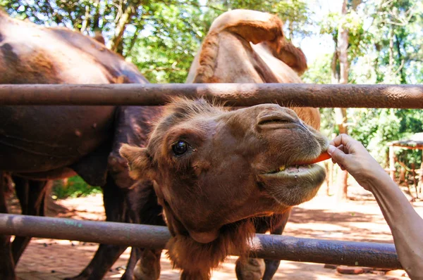 Divertido camello comiendo una zanahoria en el verano en la naturaleza . — Foto de Stock