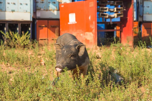 Schwein, Nahaufnahme auf Gras Hintergrund — Stockfoto