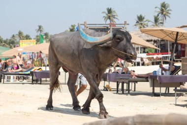 Güney Goa Colva sahilde kum üzerinde yürüyen inek.