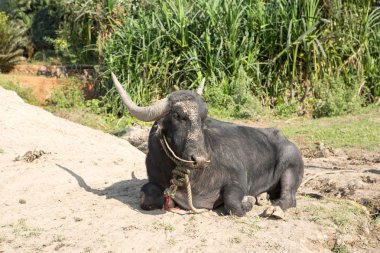 yerde yatan büyük siyah inek