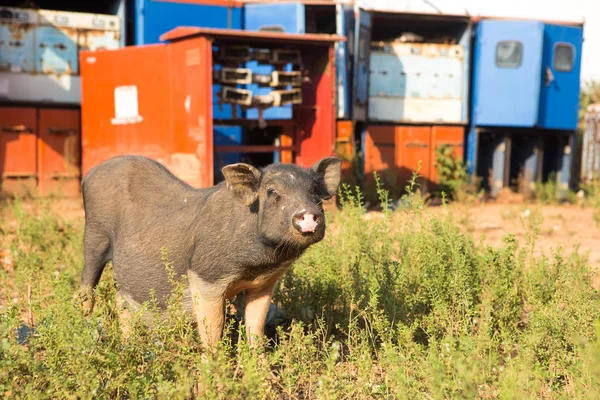 Schwein, Nahaufnahme auf Gras Hintergrund — Stockfoto