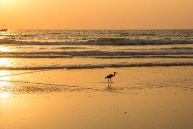 Gün batımında balıkçıl sahilde kabuklu deniz ürünleri toplar