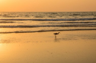 Gün batımında balıkçıl sahilde kabuklu deniz ürünleri toplar