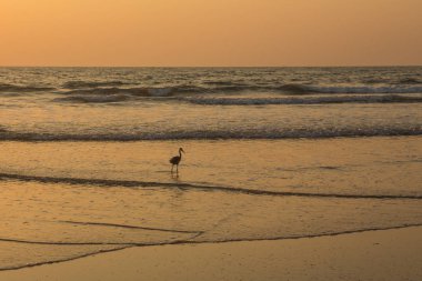 Gün batımında balıkçıl sahilde kabuklu deniz ürünleri toplar