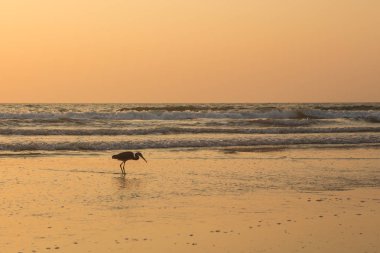 Gün batımında balıkçıl sahilde kabuklu deniz ürünleri toplar