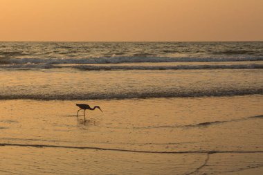 Gün batımında balıkçıl sahilde kabuklu deniz ürünleri toplar