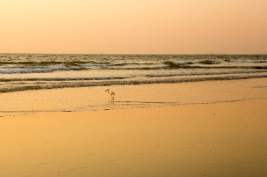 Gün batımında balıkçıl sahilde kabuklu deniz ürünleri toplar