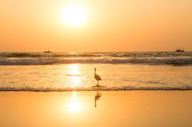 Gün batımında balıkçıl sahilde kabuklu deniz ürünleri toplar