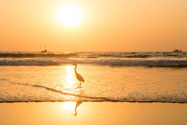 Gün batımında balıkçıl sahilde kabuklu deniz ürünleri toplar