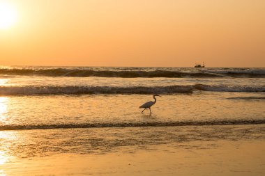 Gün batımında balıkçıl sahilde kabuklu deniz ürünleri toplar