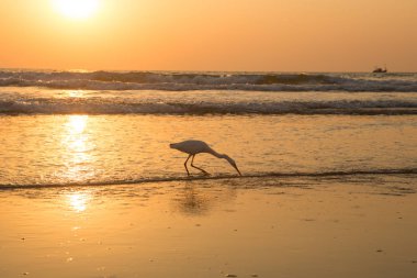Gün batımında balıkçıl sahilde kabuklu deniz ürünleri toplar