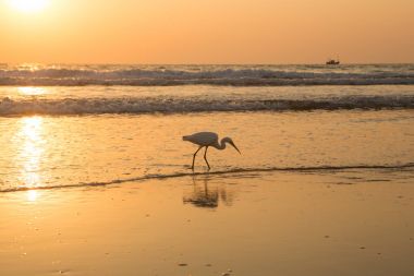 Gün batımında balıkçıl sahilde kabuklu deniz ürünleri toplar