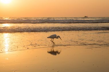 Gün batımında balıkçıl sahilde kabuklu deniz ürünleri toplar