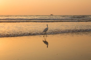 Gün batımında balıkçıl sahilde kabuklu deniz ürünleri toplar