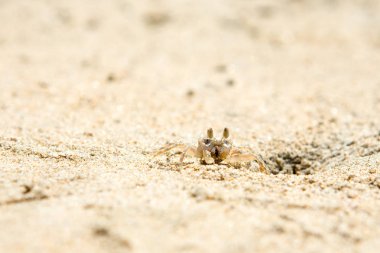 Sahilde küçük yengeçler