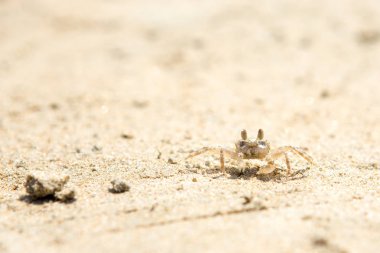 Sahilde küçük yengeçler