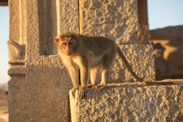 Macaco Fechar Ruínas Pedra — Fotografia de Stock