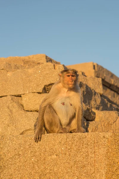 Macaco Fechar Ruínas Pedra — Fotografia de Stock