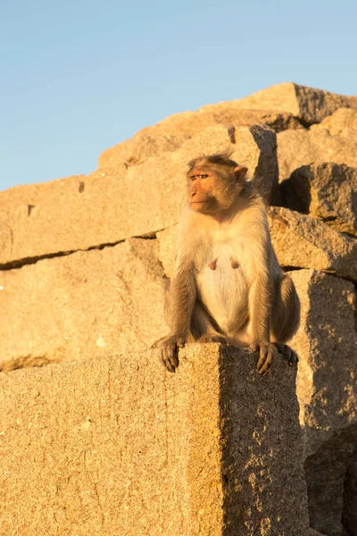 Macaco Fechar Ruínas Pedra — Fotografia de Stock