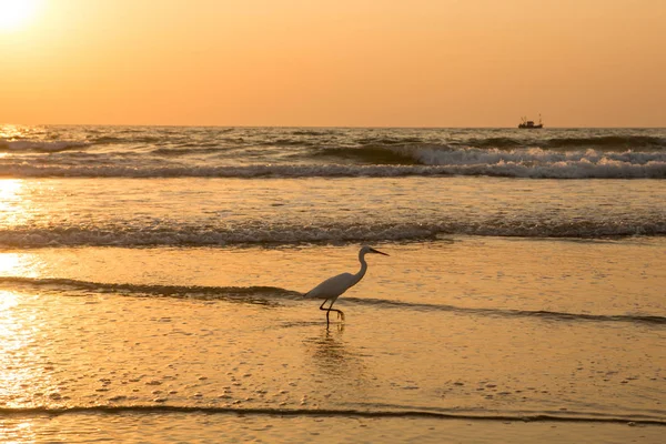 Gün batımında balıkçıl sahilde kabuklu deniz ürünleri toplar