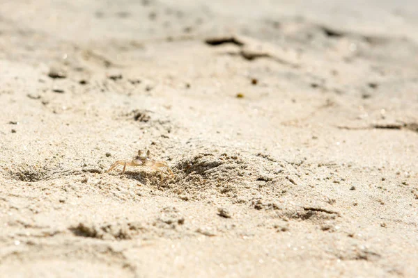 Pequeños cangrejos en la playa —  Fotos de Stock