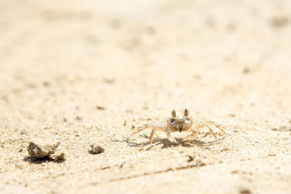 Pequenos caranguejos na praia — Fotografia de Stock