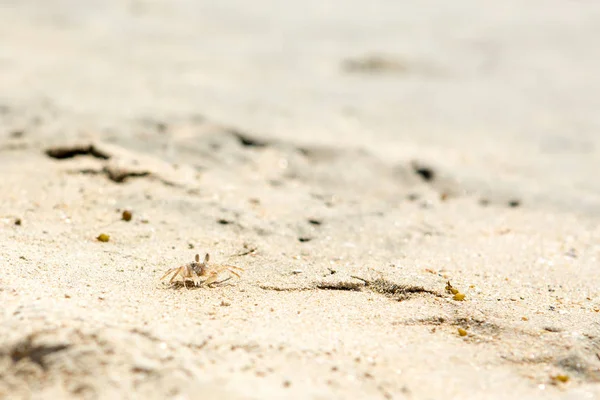 Kleine krabben op het strand — Stockfoto