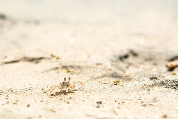 A strandon kis rákok — Stock Fotó
