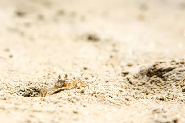Pequeños cangrejos en la playa —  Fotos de Stock